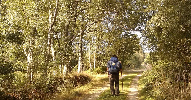 Sentiero alberato nella Terra Chá, tra Gontán e Vilalba, sul Cammino del Nord